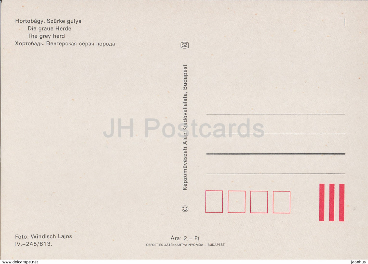 Hortobagy - Le troupeau gris - animaux - Hongrie - inutilisé