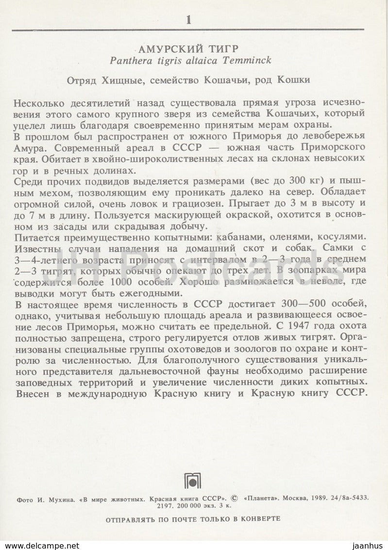 Siberian Tiger - Panthera tigris altaica - animals - 1989 - Russia USSR - unused - JH Postcards