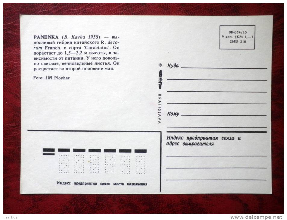 rhododendron - Panenka - flowers - Czechoslovakia - unused - JH Postcards
