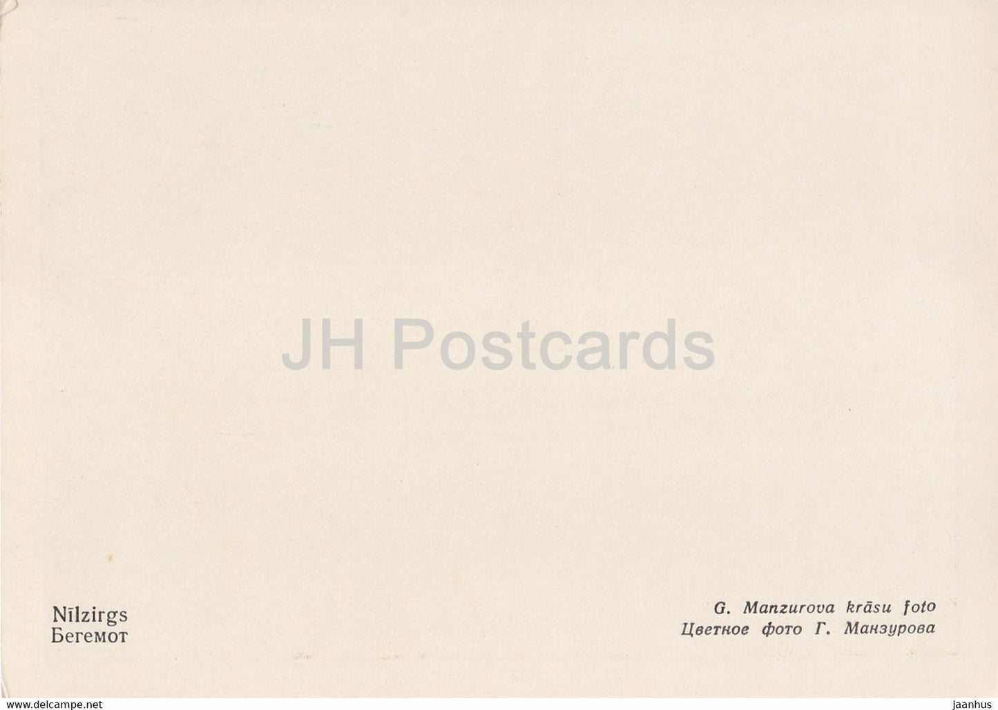 Riga Zoo - Hippopotamus - Latvia USSR - unused