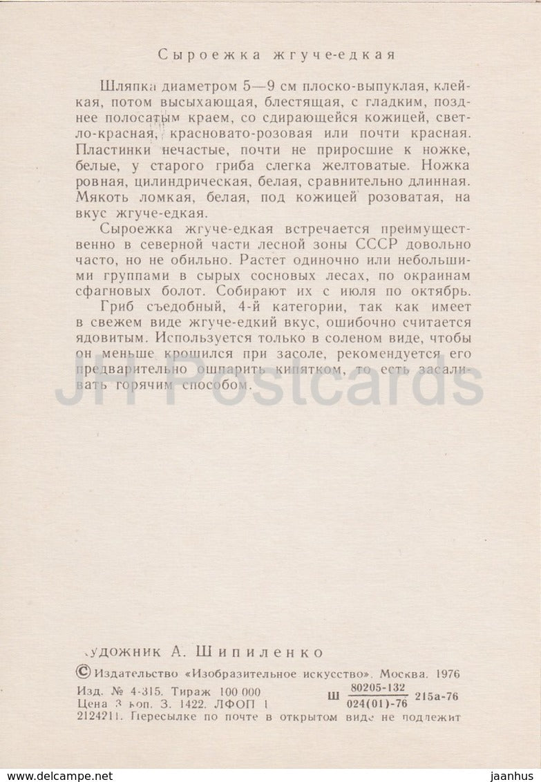 The Sickener Mushroom - Russula emetica - illustration by A. Shipilenko - Mushrooms - 1976 - Russia USSR - unused - JH Postcards