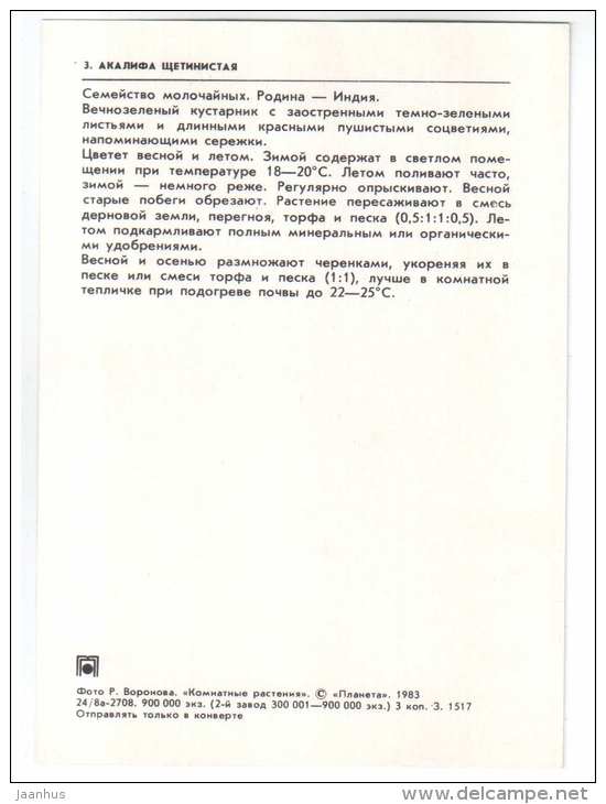 Chenille plant - Acalypha hispida - houseplants - flowers - 1983 - Russia USSR - unused - JH Postcards