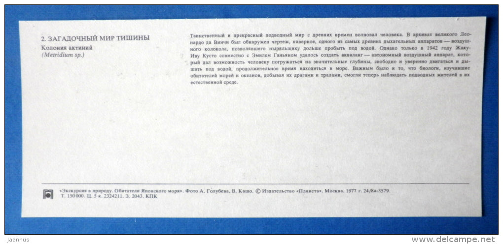 Plumose anemones 1 , Metridium - Japanese sea - 1977 - Russia USSR - unused - JH Postcards