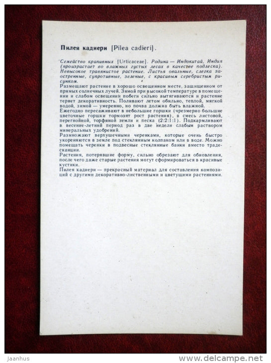 Decorative Deciduous Plants - aluminium plant - Pilea cadierei - 1986 - Russia USSR - unused - JH Postcards