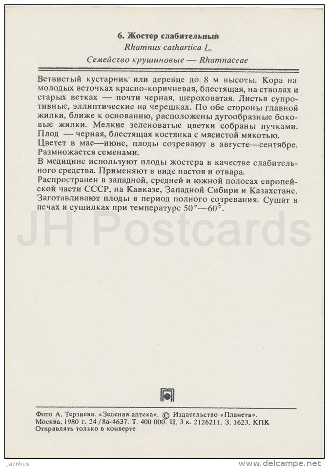 Common buckthorn - Rhamnus cathartica - Medicinal Plants - Herbs - 1980 - Russia USSR - unused - JH Postcards