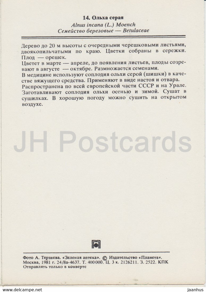 Grau-Erle - Alnus incana - Heilpflanzen - 1981 - Russland UdSSR - unbenutzt