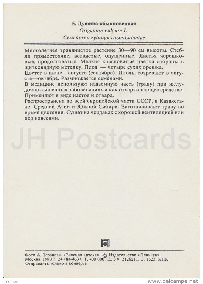 Oregano - Origanum vulgare - Medicinal Plants - Herbs - 1980 - Russia USSR - unused - JH Postcards