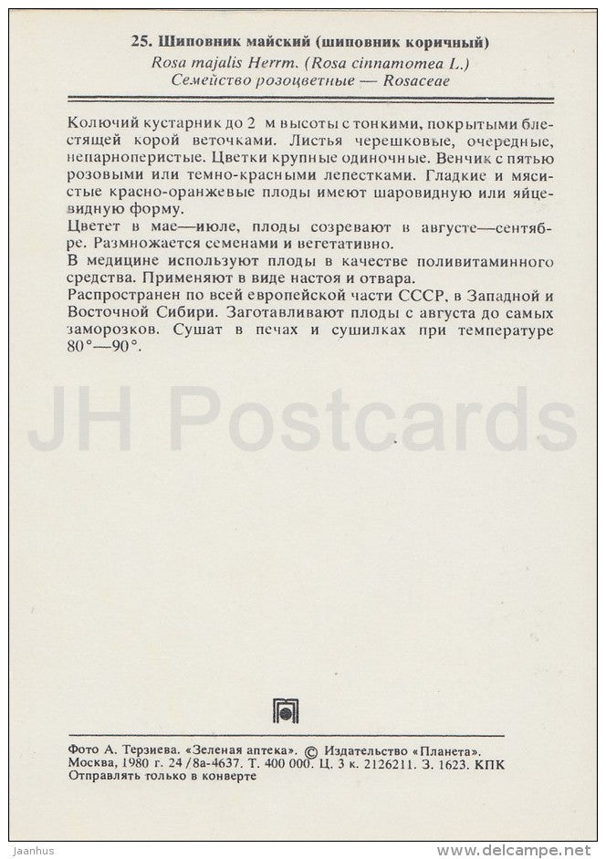 Cinnamon rose - Rosa majalis - Medicinal Plants - Herbs - 1980 - Russia USSR - unused - JH Postcards