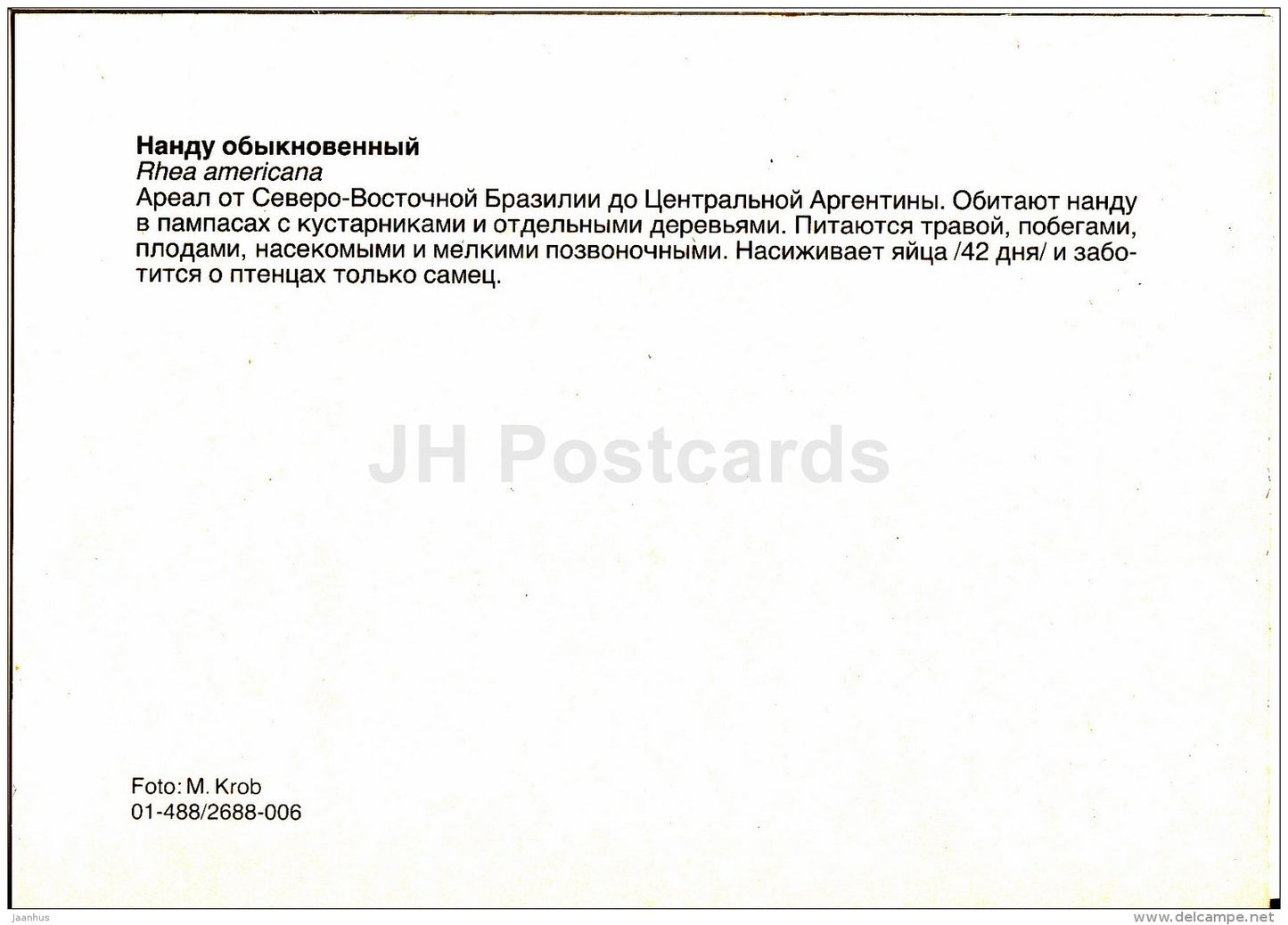 Greater rhea - Rhea americana - birds - Zoo - Czechoslovakia - unused - JH Postcards