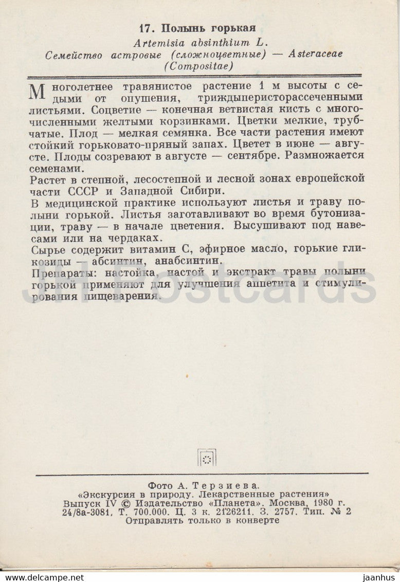 Common wormwood - Artemisia absinthium - Medicinal Plants - 1980 - Russia USSR - unused