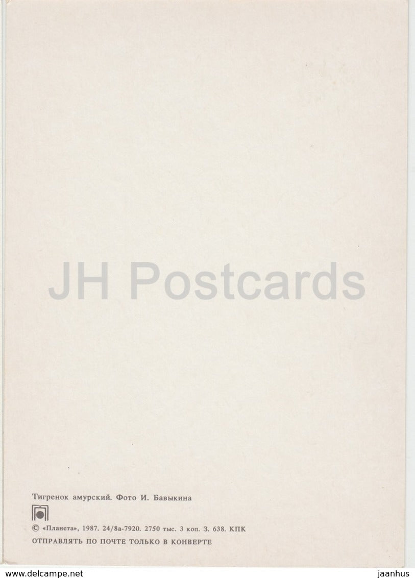 Siberian Tiger - Amur Tiger - anthera tigris - animals - 1987 - Russia USSR - unused