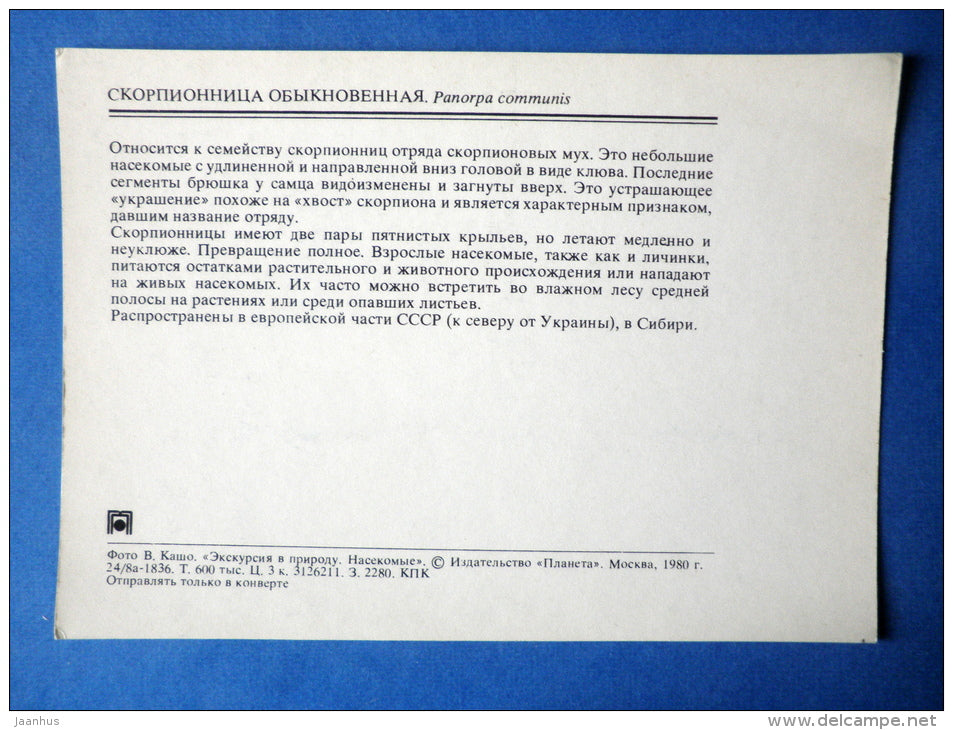 Common Scorpionfly - Panorpa communis - insects - 1980 - Russia USSR - unused - JH Postcards
