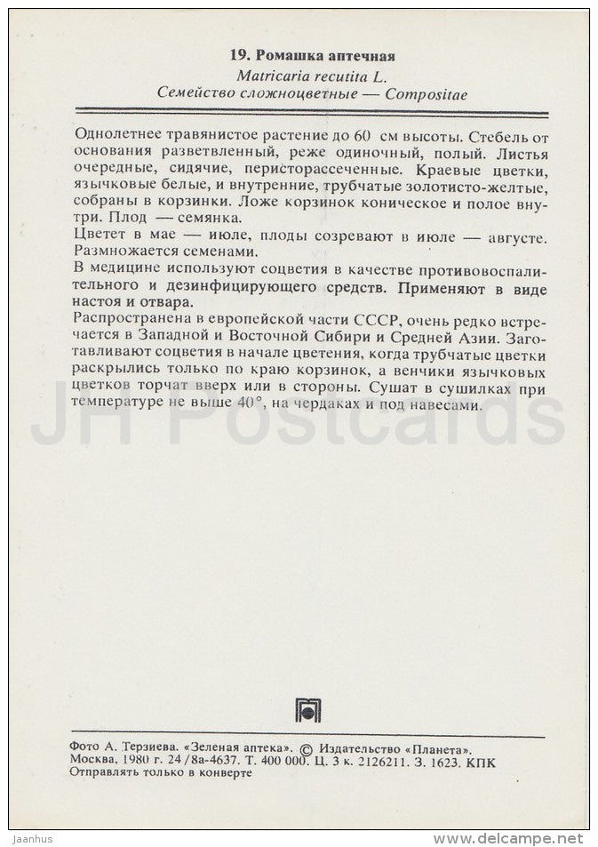 German chamomile - Matricaria chamomilla - Medicinal Plants - Herbs - 1980 - Russia USSR - unused - JH Postcards