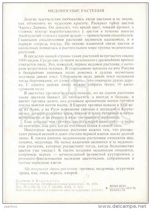 blooming sally - borage - lungwort - buckwheat - Honey Plants - Amazing Plants - 1976 - Russia USSR - unused - JH Postcards