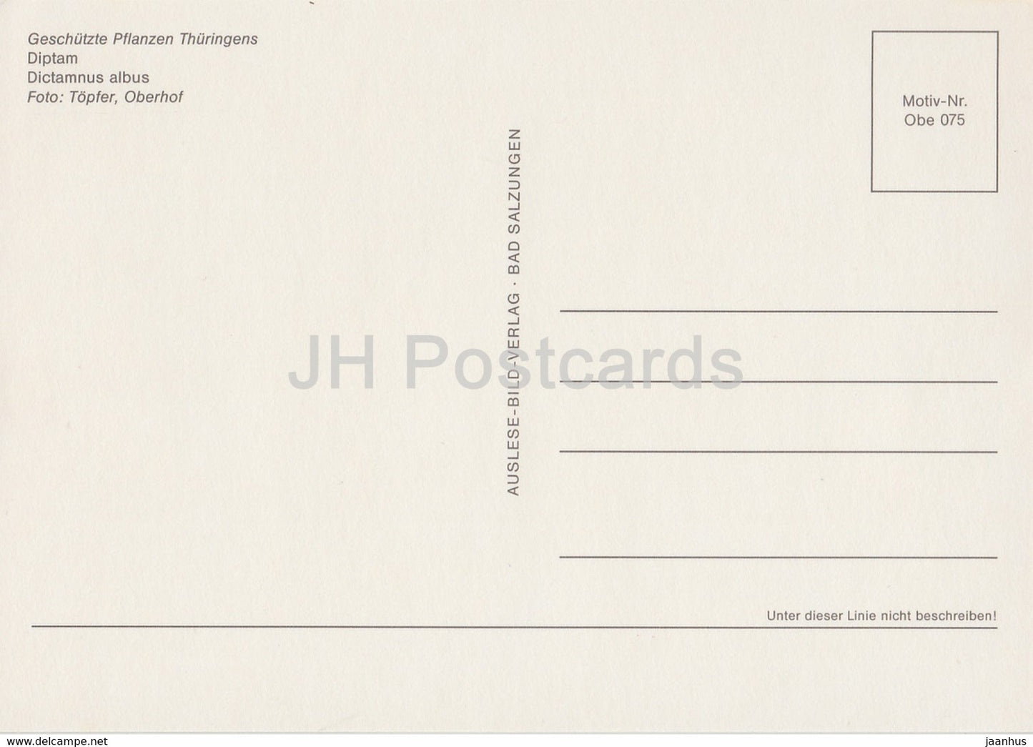 Dictamnus albus - Geschutzte Pflanzen - Protected plants - DDR Germany - unused