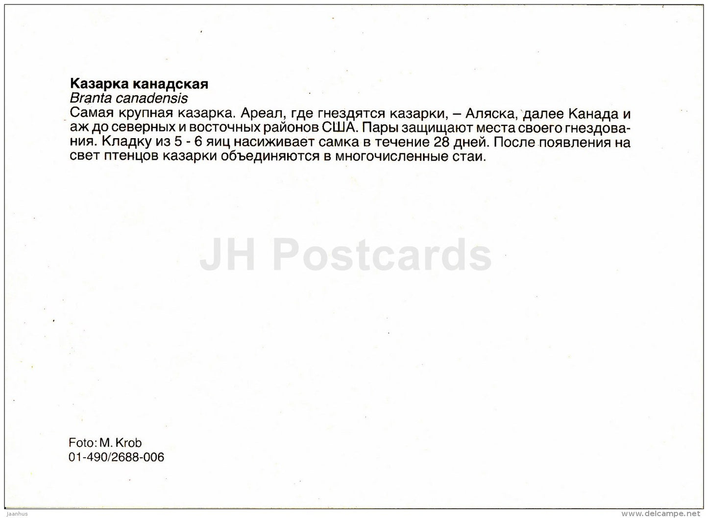 Canada goose - Branta canadensis - birds - Zoo - Czechoslovakia - unused - JH Postcards