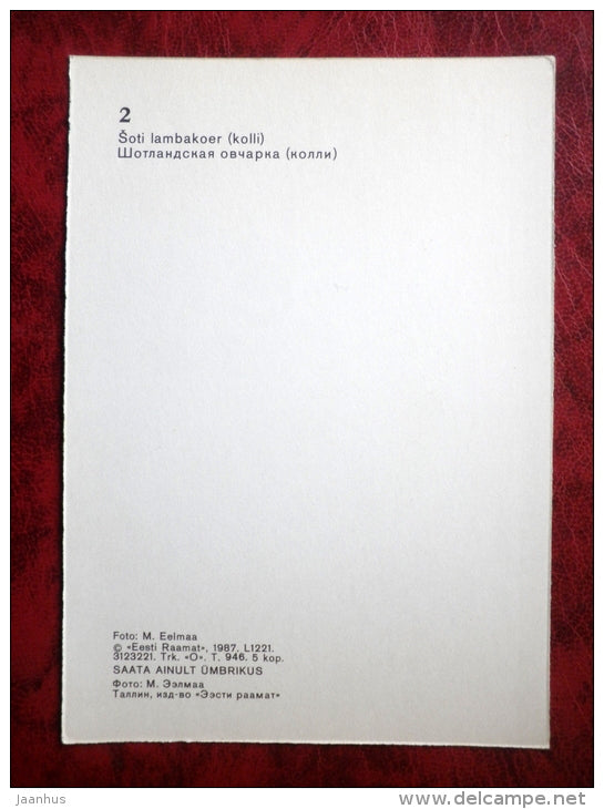 Scotch Collie - Scottish Shepherd - dogs - 1987 - Estonia - USSR - unused - JH Postcards