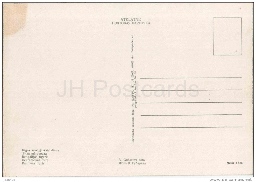 Tiger - Panthera tigris - animals - postcard on thin paper - Riga Zoo - Latvia USSR - unused - JH Postcards