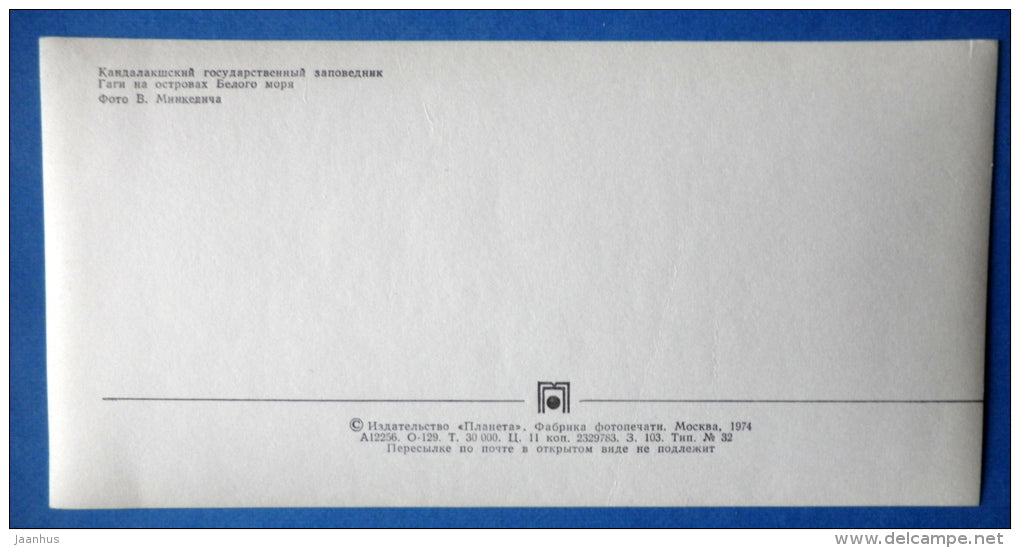 Eider on the islands of the White Sea - birds - Kandalaksha Nature Reserve - 1974 - Russia USSR - unused - JH Postcards