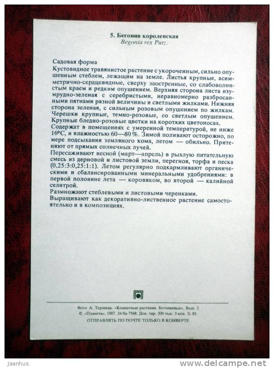 Painted-leaf Begonia - Begonia rex Putz - flowers - 1987 - Russia - USSR - unused - JH Postcards