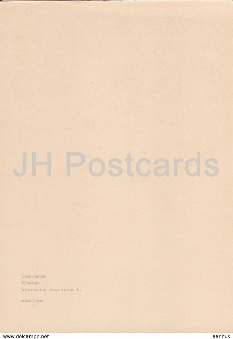 Cranberry - Vaccinium oxycoccos - plants - Latvia USSR - unused