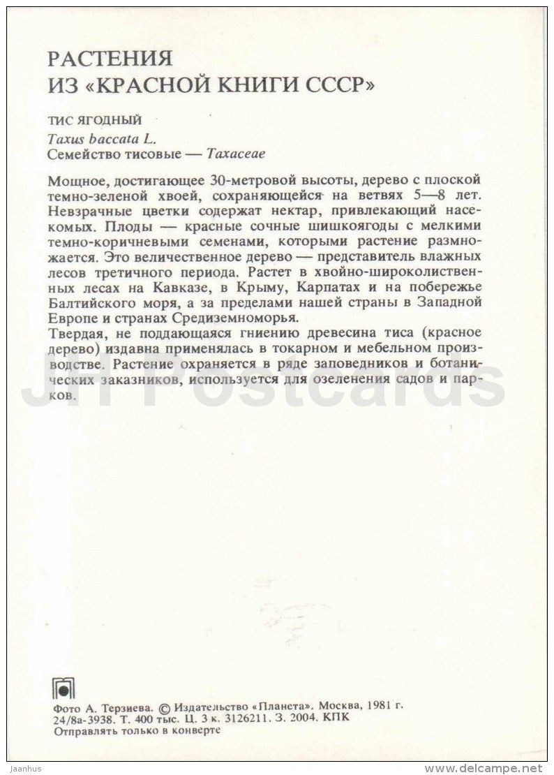 English Yew - Taxus baccata - Endangered Plants of USSR - nature - 1981 - Russia USSR - unused - JH Postcards
