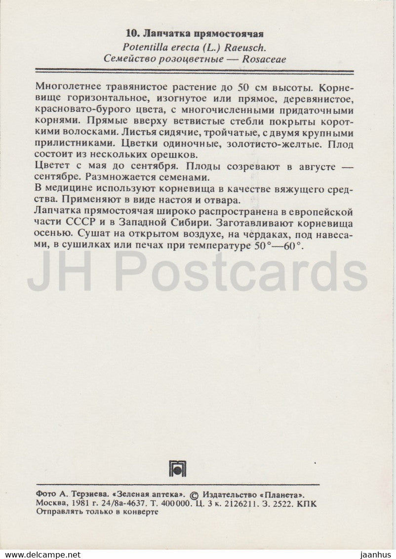 Tormentil - Potentilla erecta - Medicinal Plants - 1981 - Russia USSR - unused