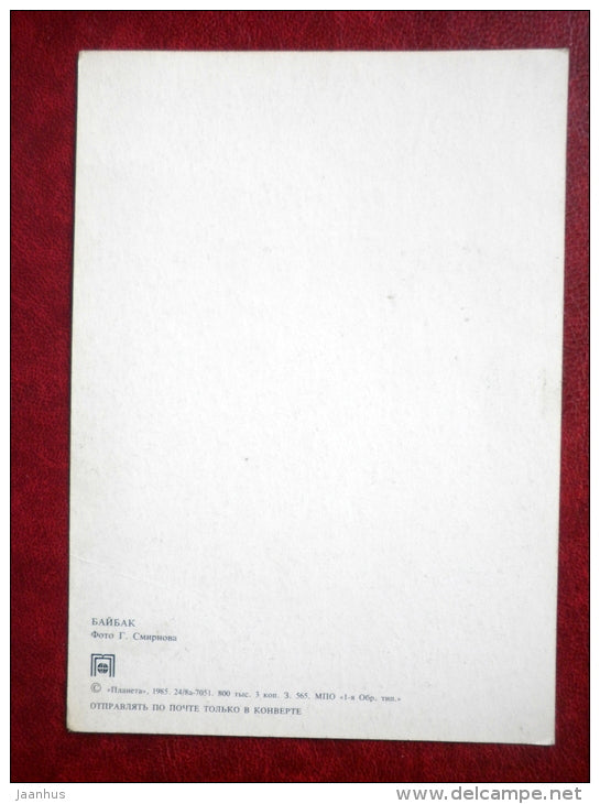 Bobak marmot - Marmota bobak - animal - 1985 - Russia USSR - unused - JH Postcards