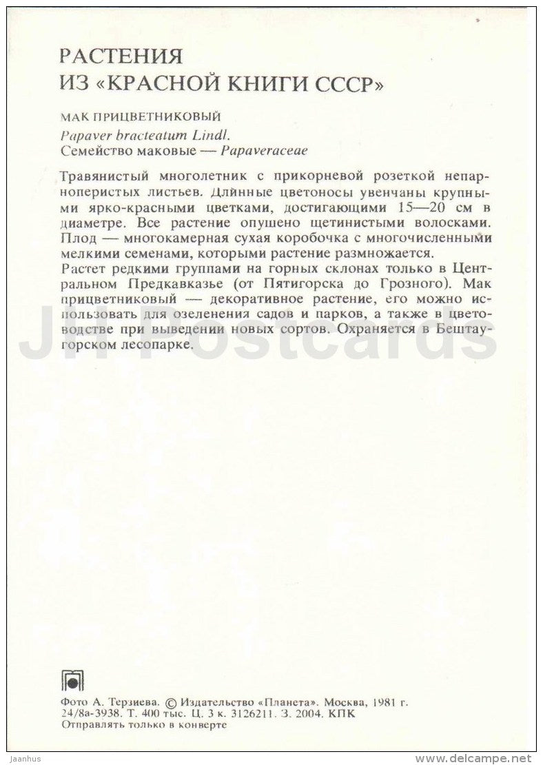 Iranian poppy - Papaver bracteatum - Endangered Plants of USSR - nature - 1981 - Russia USSR - unused - JH Postcards