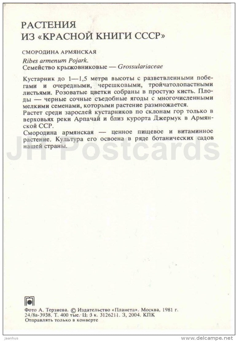 Ribes armenum Pojark - Endangered Plants of USSR - nature - 1981 - Russia USSR - unused - JH Postcards