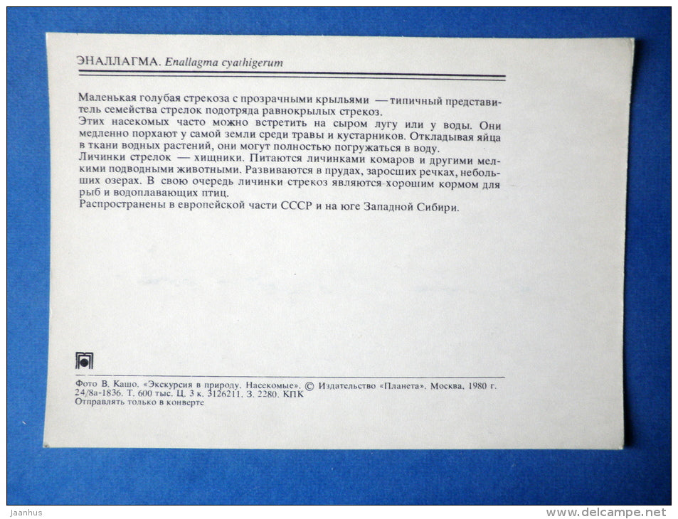 Common Blue Damselfly - Enallagma cyathigerum - insects - 1980 - Russia USSR - unused - JH Postcards