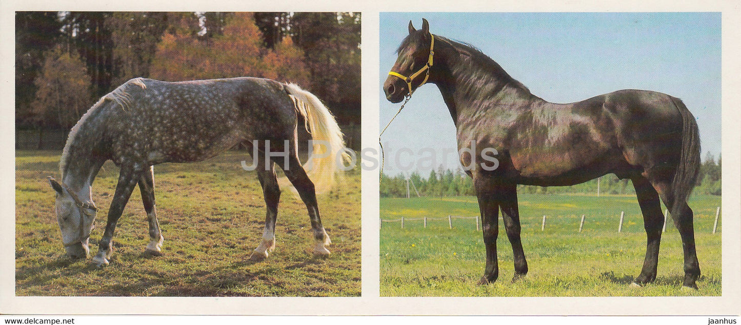 Orlov Trotter horse - horse breeds - 1988 - Russia USSR - unused - JH Postcards