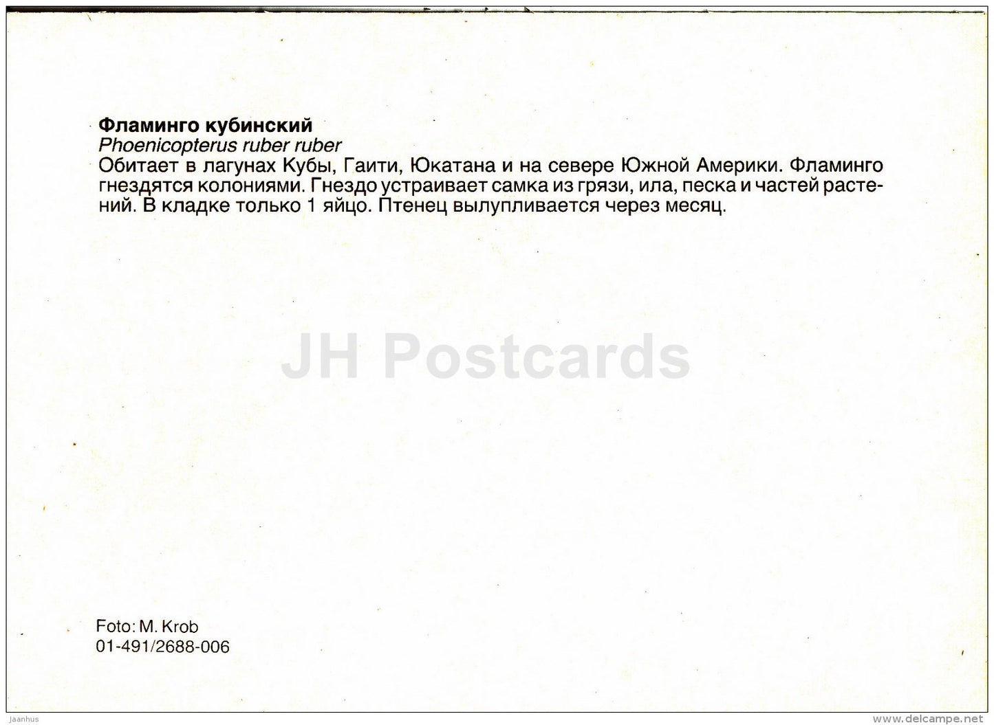 American flamingo - Phoenicopterus ruber - birds - Zoo - Czechoslovakia - unused - JH Postcards