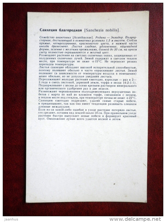 Decorative Deciduous Plants - Sanchezia nobilis - 1986 - Russia USSR - unused - JH Postcards