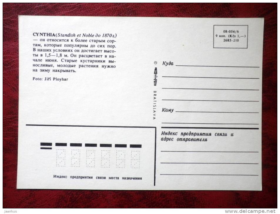 rhododendron - Cynthia - flowers - Czechoslovakia - unused - JH Postcards