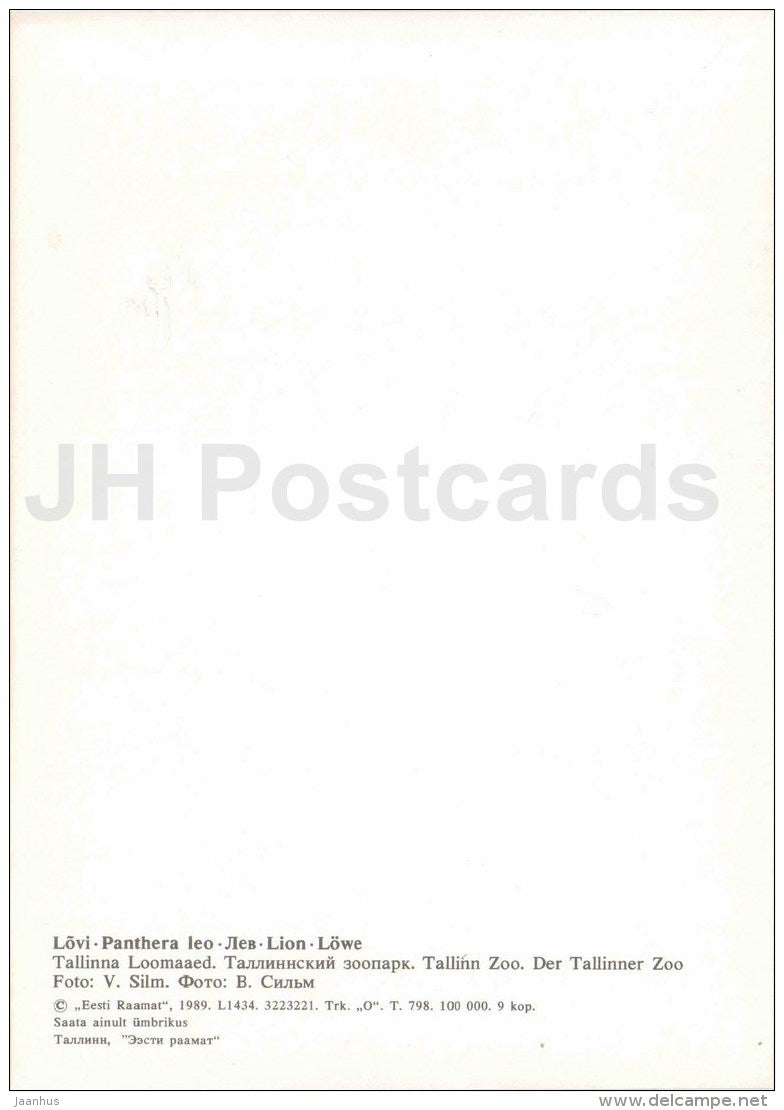 Lion - Panthera leo - large format card - Tallinn Zoo 50 - 1989 - Estonia USSR - unused - JH Postcards