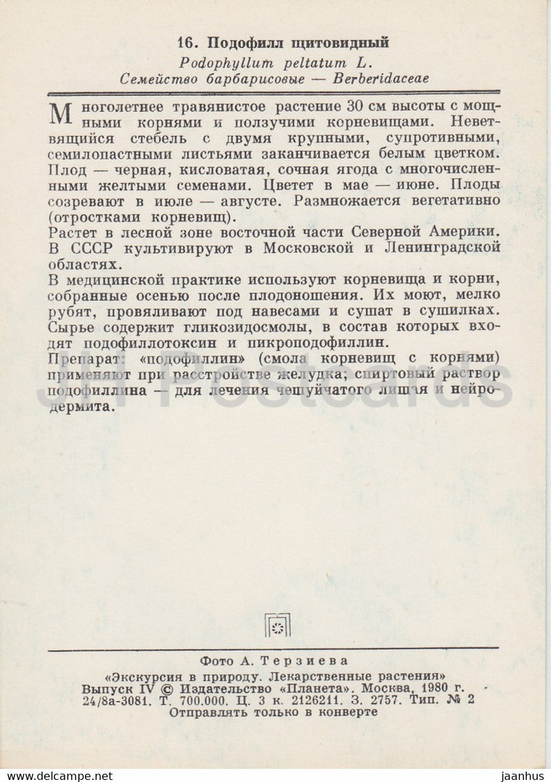 Maiapfel - Podophyllum peltatum - Heilpflanzen - 1980 - Russland UdSSR - unbenutzt