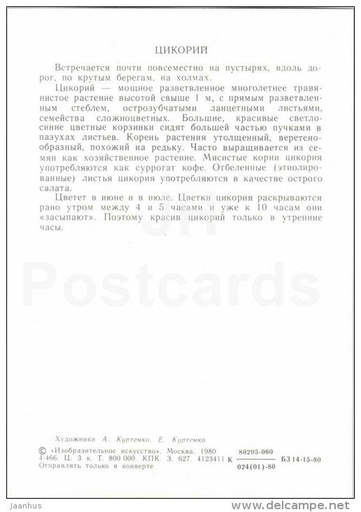 Chicory - Cichorium intybus - Flowers-Clock - plants - flowers - 1980 - Russia USSR - unused - JH Postcards