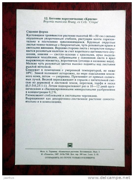 Begonia manicata - flowers - 1987 - Russia - USSR - unused - JH Postcards
