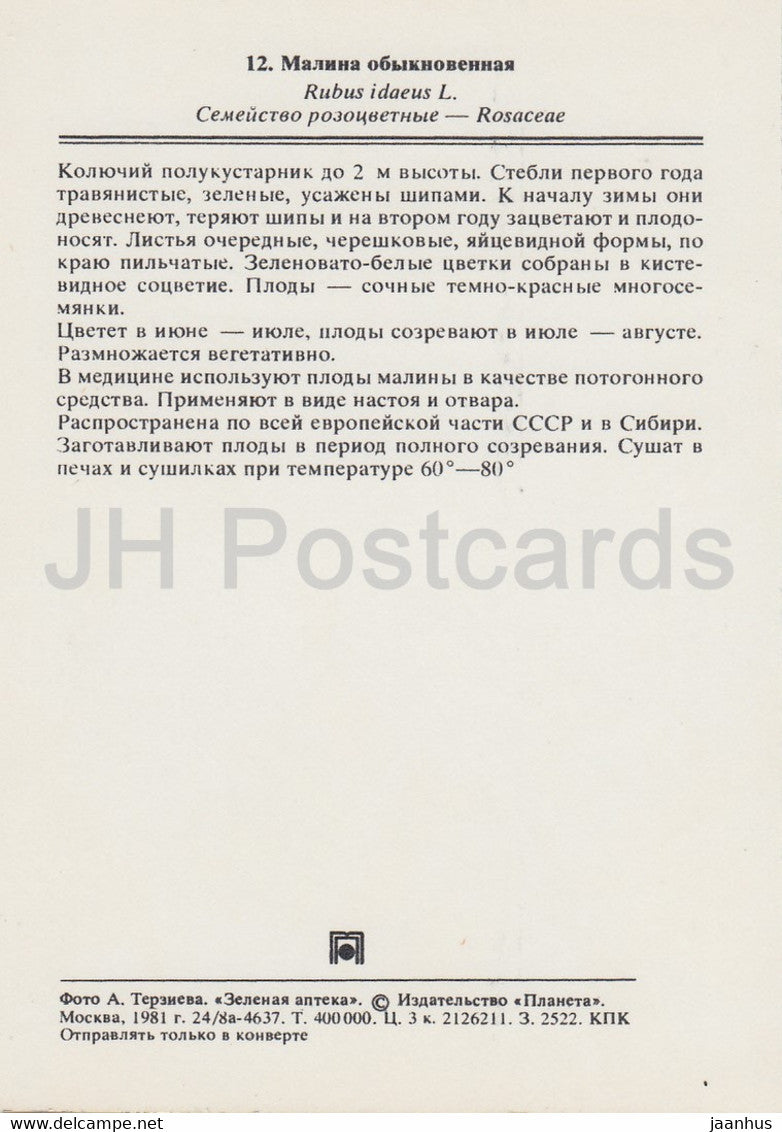 Rote Himbeere - Rubus idaeus - Heilpflanzen - 1981 - Russland UdSSR - unbenutzt