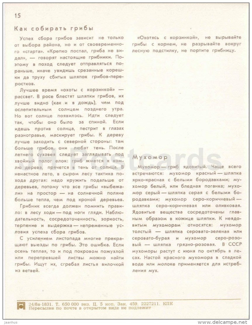 mushrooms - toadstool - birch forest - Nature Encounter - 1973 - Russia USSR - unused - JH Postcards