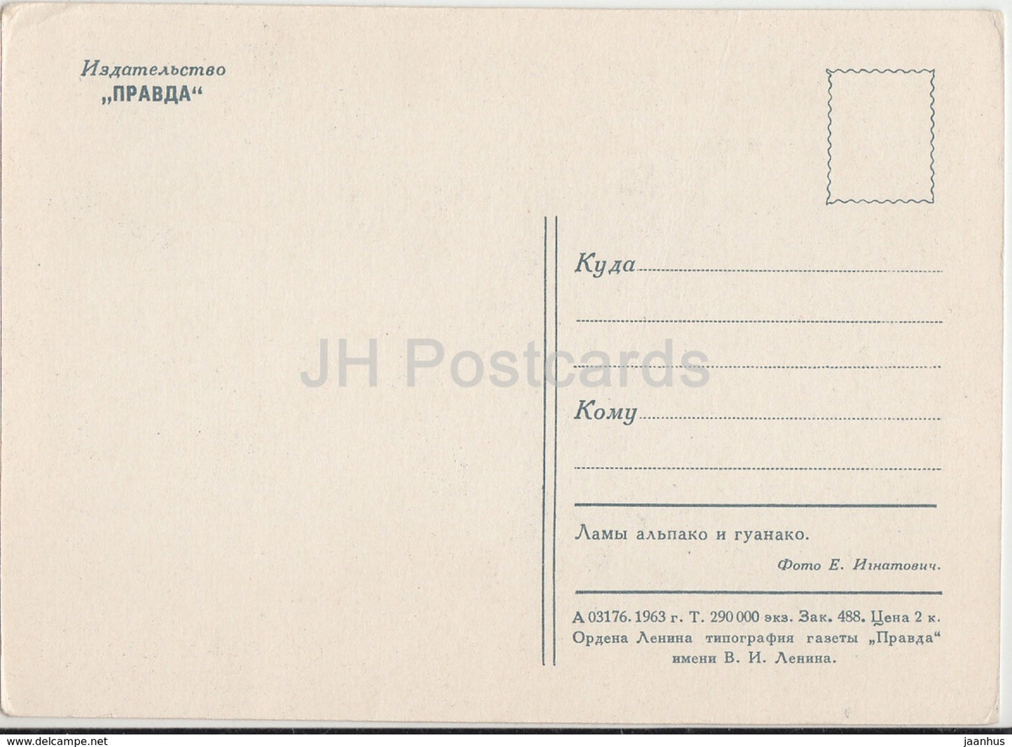 llama guanaco and alpaco - animals - zoo - 1963 - Russia USSR - unused - JH Postcards