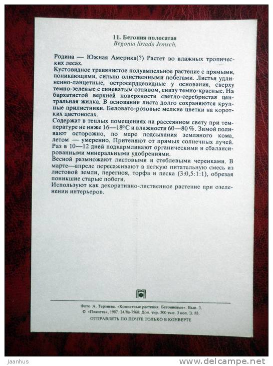 striped begonia - Begonia listada - flowers - 1987 - Russia - USSR - unused - JH Postcards