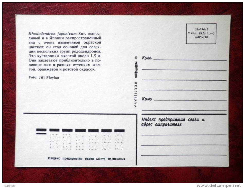 rhododendron - rhododendron japonicum - flowers - Czechoslovakia - unused - JH Postcards