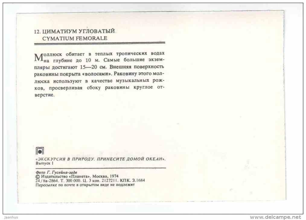 Cymatium Femorale - shells - clams - mollusc - 1974 - Russia USSR - unused - JH Postcards