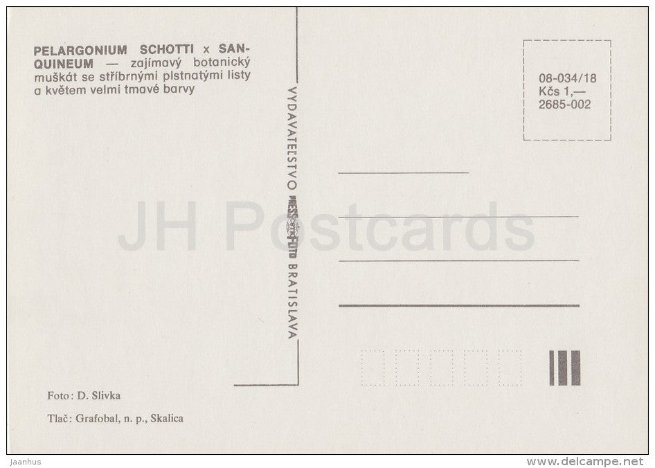 Pelargonium schottii - flowers - Geranium - 1985 - Czech - Czechoslovakia - unused - JH Postcards