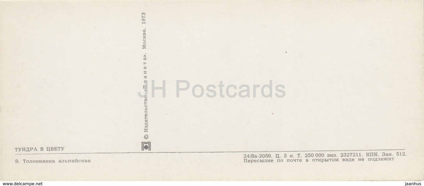 Alpine bearberry - Arctous alpina - native people - plants - Tundra in bloom - 1973 - Russia USSR - unused