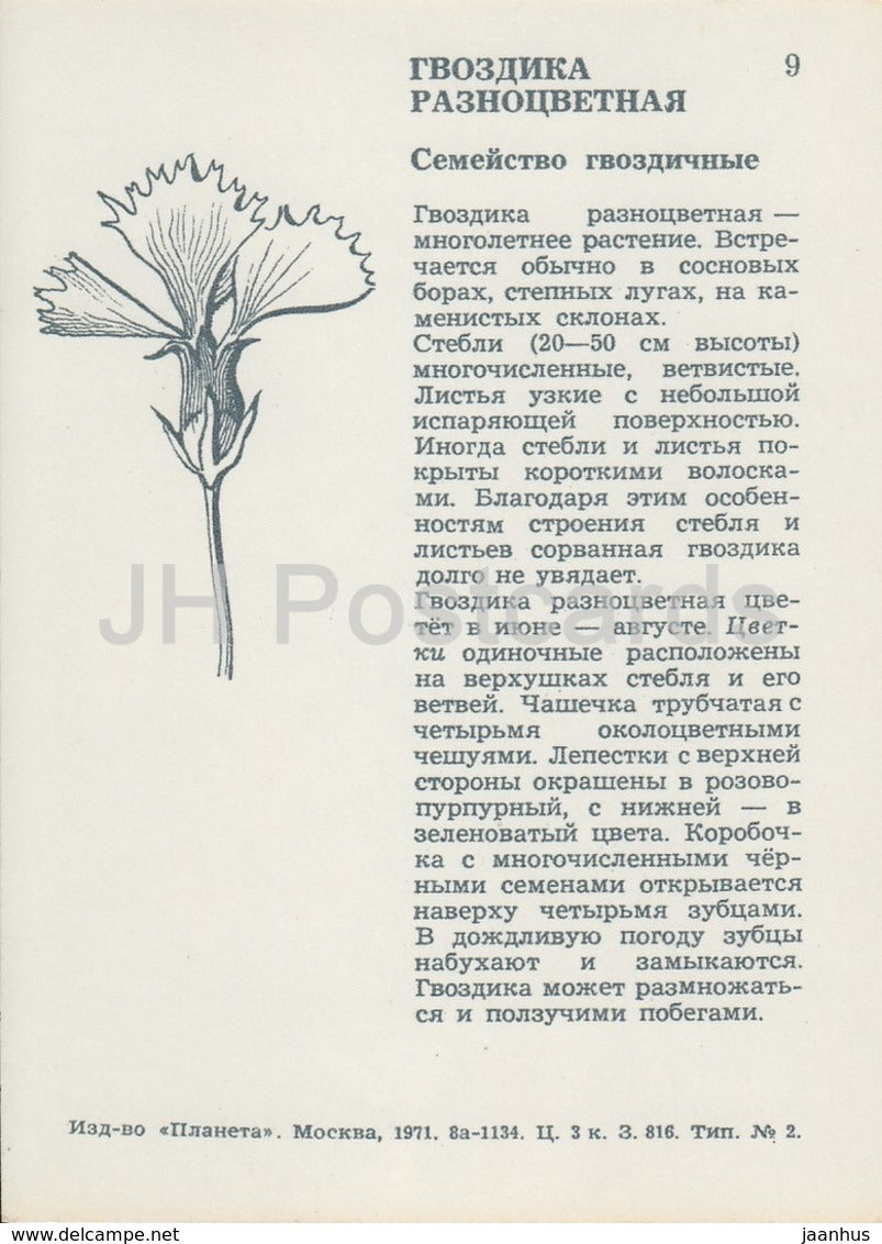 Multi-colored clove - Wild Flowers - 1971 - Russia USSR - unused