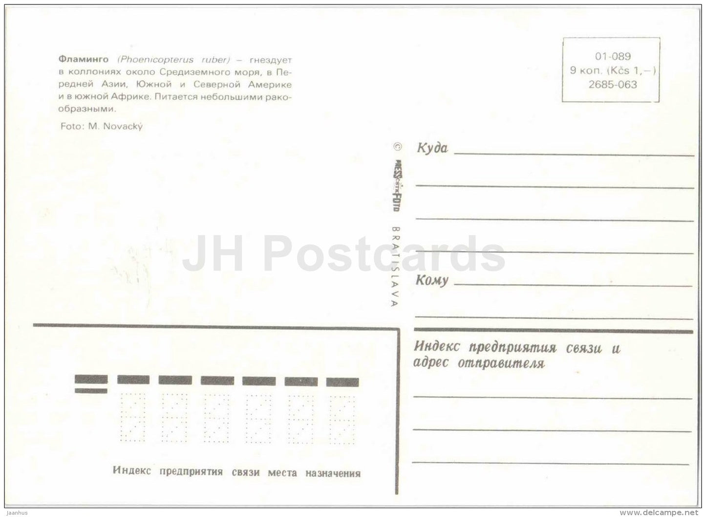 American flamingo - Phoenicopterus ruber - bird - Zoo Animals - Czehoslovakia - unused - JH Postcards