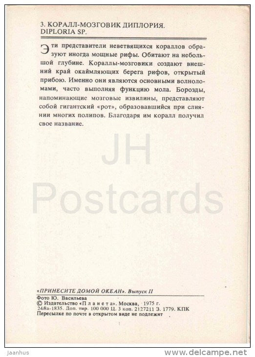 Brain Coral - Diploria Sp - 1975 - Russia USSR - unused - JH Postcards